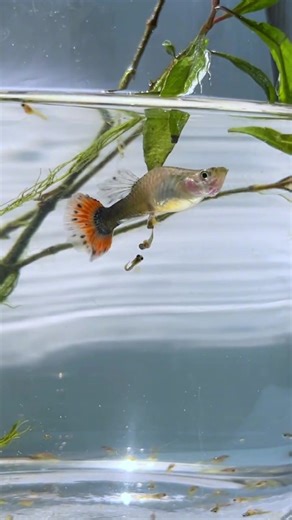 Proses Guppy Beranak: Panduan Lengkap