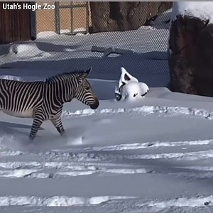 WHAT'S THIS?! ⛄🦓 Zebras run and play in the fresh snow at Utah's Hogle Zoo ! 😆 | FOX 13 News