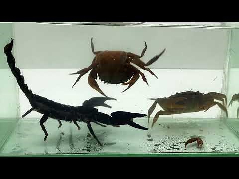 Crab vs Scorpion Underwater. What To See?