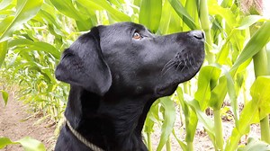 Can Dogs Eat Corn? Is It Safe?