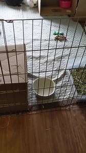 Join licensed House Rabbit Society educator and Rabbit Wranglers volunteer Gretchen Underwood as she gives us a look at the rabbits she shares her home with. Learn a little about what it takes to care for rabbits and see the world from a rabbit's point of view. #MuseumFromHome | Carnegie Museum of Natural History