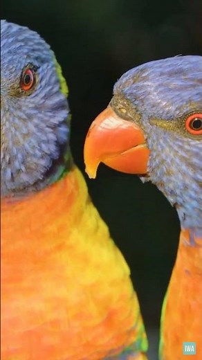 Rainbow Lorikeet Parrot Facts 🦜