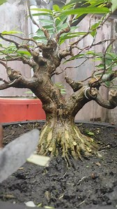 4.6K reactions · 117 shares | Creates a natural impression on the roots #bonsai #bonsaiterbaru #teknikbonsai | Syahrial Bonsai | Facebook