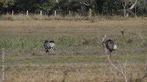 greater rhea, Rhea americana, is a tall flightless bird common to south America, walking across a meadow in the swamp area of the Pantanal wetlands in Brazil.