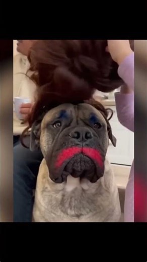When Your Pet Becomes the Babysitter #subscribe #funnymoments #pets #cute