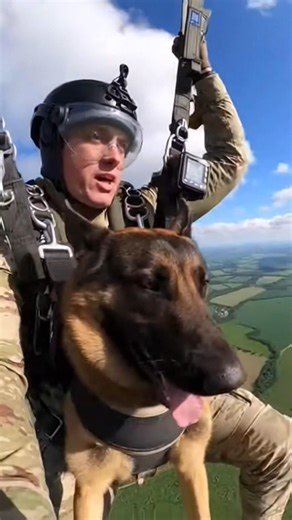 Elite K9 vs Threat | Tactical Dog Action🐕‍🦺🔥 #k9 #k9training #malinois #viral #k9unit #wildlife