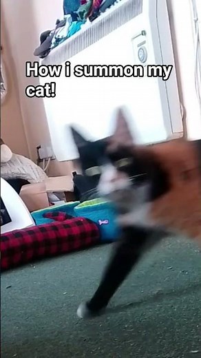How to summon your cat
