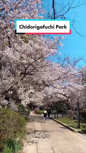 It’s officially spring in Japan 🌸☺️ #cherryblossom #sakura #thisisjapan #chidorigafuchi #chidorigafuchipark #japanaesthetic