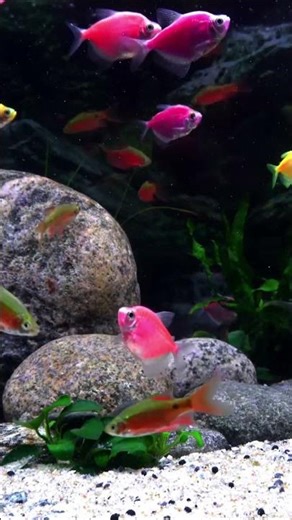 Relaxing Aquarium Fish Tank Sounds | No Music |🐳