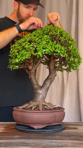 Cuidado y Cultivo de Arboles de Jade como Bonsái