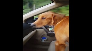 Puppy Poops In Owner's Car