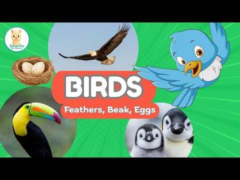 What Are Birds? 🐦 Feathers, Beaks, Eggs Explained for Kids | Animal Classification