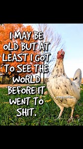 100K views · 3.8K reactions |  #imagrumpychicken #world #chickens | Grumpy Chickens | Facebook
