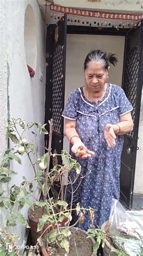 Suraj Sharma.Today my mother picking Red and fresh tomato🍅 from our kitchen garden 🥦 at our house 🏡.