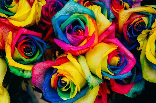 What are kaleidoscope roses and can you grow them in your yard?