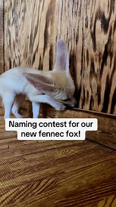 4.9K views · 64 reactions | Comment your vote! Visit the zoo and book a fennec fox encounter to meet and play with this little guy! Book a tour online www.texaswildlifepark.com or call us (830)-928-9353. We are by appointment only. We do not offer refunds for cancellations, but we will reschedule your tour at no additional cost. We appreciate your understanding. | Texas Wildlife Park | Facebook
