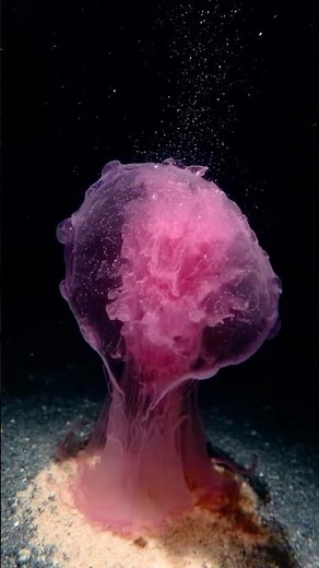 A Deep Sea Camera Recorded Something Standing Still