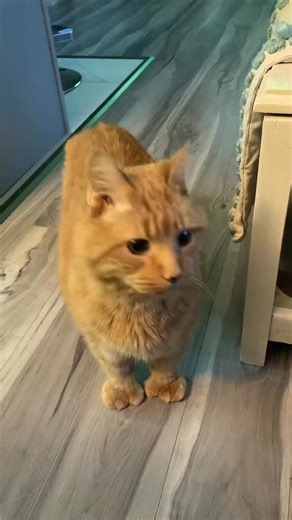 140K views · 10K reactions | #99 #senior #problems #catsoftiktok | Reznor The Cat | Facebook