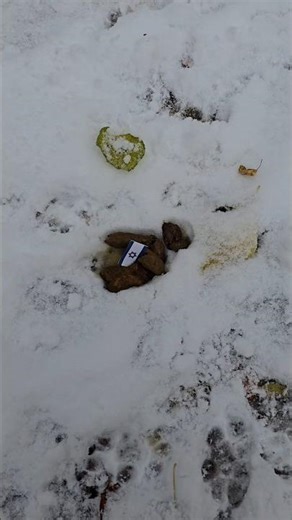 this poop bag works great #poopbag