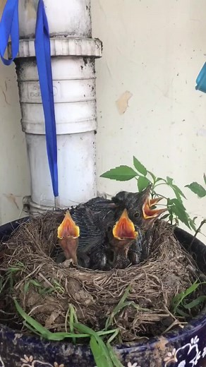 Observe the baby birds being fed by their mothers! #bird #nest #wildlife #nature #FYP #FantasticBeastsIn | Bird bites daily