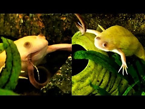 African Clawed Frogs Earthworm-Feeding (Xenopus laevis) || Fütterung der Krallenfrösche