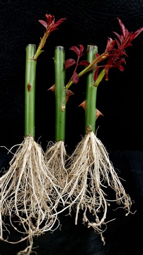 296K views · 985 reactions | How to Grow Rose Tree from Cutting (New Techniques) | Tamanna Garden | Facebook