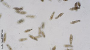 Paramecium caudatum is a genus of unicellular ciliated protozoan and Bacterium under the microscope