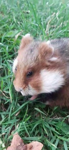 Tame European Hamster