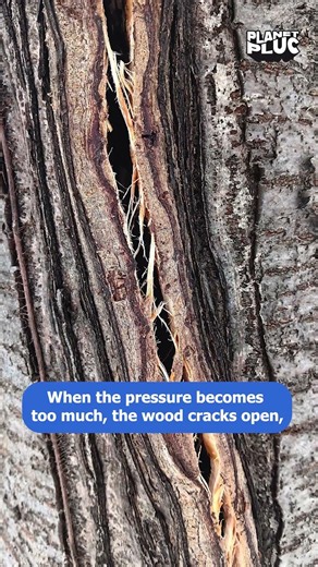 Trees Are Exploding in Extreme Cold