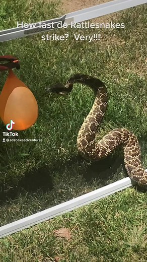 209K views · 636 reactions | Rattlesnake strike-faster than the human eye can blink (Slow Motion) | Snakes Adventures | Facebook