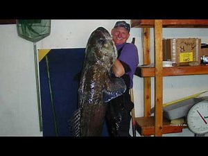 Meet the Antarctic Toothfish