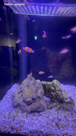 Ikan Nemo di real life ternyata secakep ini! #japan #aquarium #tinggaldijepang #adayinmylife