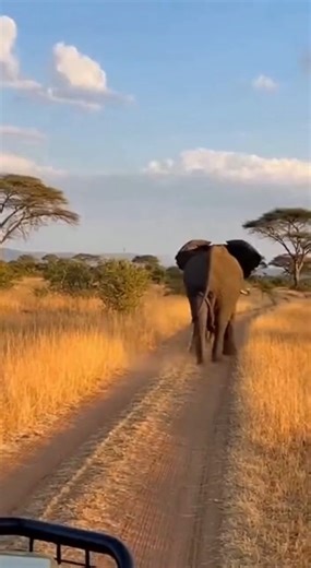 He vanished with the prize! 🦁🥩🐘 #Shorts #Wildlife #Nature #Lion #Elephant #Escape