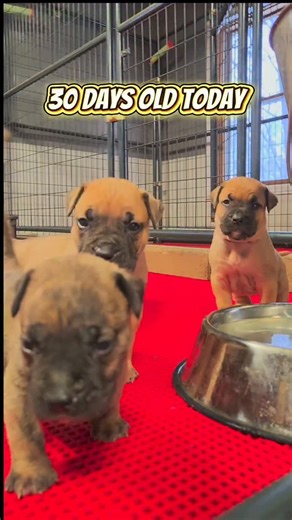 Ultimate Presa on Instagram: "Presa Canario Puppies - 30 days old! Video of 2x Champion Father at the end! These Presa Canario puppies are ready for their 🏡 on Dec. 8th 🎄 🎁. These puppies come from Champion Bloodlines. The Presa Canario Father - Windy City's Truth is an absolutely MASSIVE 174 lb 2 year old 2x Champion. He won both the 2024 American Monografica and the PCCA National Speciality. The Mother Nya is a stunning Red Brindle! She is ~ 118 lbs and has an extrenely high prey drive. Nya