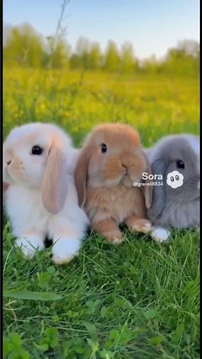 Lop-eared rabbit #cute #animals