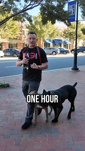 Private lessons are like trying to build a car with a mechanic showing up for an hour a week—it’s slow, and the hard work is on you. Boarding and training? We take your dog, do all the hard work, and return them to you fully trained and ready for life in your home. What Our Program Covers: ✅ Obedience training (sit, stay, come, and more!) ✅ Fixing unwanted behaviors (jumping, barking, pulling on leash) ✅ Socialization with people and other dogs ✅ Customized training to match your goals Whether y