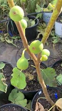New Fig Varieties With A Good Shape #fig #figtree #figboss #gardeningtips #fruittrees
