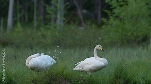 Whooper Swan, Cygnus cygnus, big white bird in the taiga lake in the summer forest, Kuhmo, Finland. Piar of swans in nature habitat. Euurope, wildlife nature. White birds in forest water.