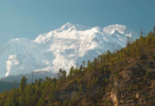 Tibetan Black Diamond Apple: What is it & How does it Taste? | Travel Food Atlas