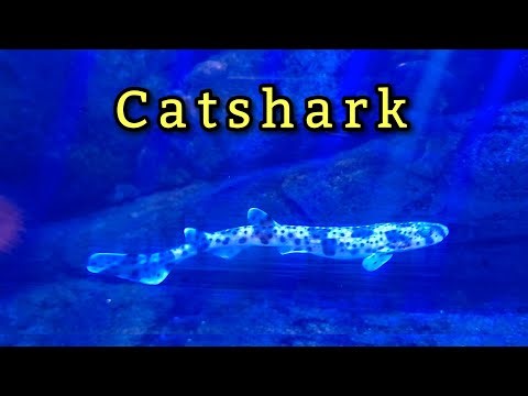 SEA LIFE BABY SHARK KONSTANZ BODENSEE | Filipina-German Life! #sealife #bodensee #konstanz