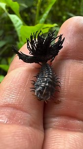 Strange Bug Discovery: Turtle Beetle Larva Explained… 🐞 #strangeinsects #weirdbugs #bugfacts #insectlovers #creepycrawlies | TrendFam-Clips
