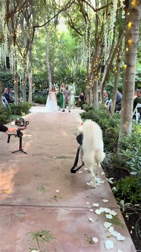 🐶💍 Kendrick the Ring Bearer | Wedding Dog Walking Down the Aisle Watch Kendrick steal the show as the perfect wedding dog ring bearer, walking down the aisle and making his parents’ big day even more special. With professional handling, calm guidance, and photo-ready moments, The Wedding Leash helps couples include their dogs at weddings safely and stress-free across Southern California. From dog transportation and aisle coordination to photos, supervision, and post-ceremony care, we specializ