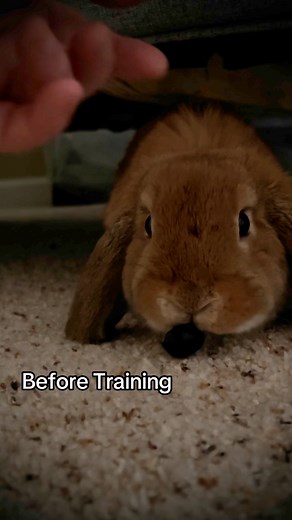 126K views · 2.7K reactions | Training a bunny isn’t about luck—it’s...