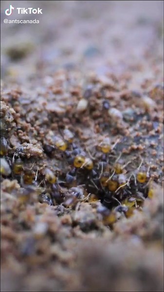 Exploring the Fascinating World of Ghost Ants (Part 2)