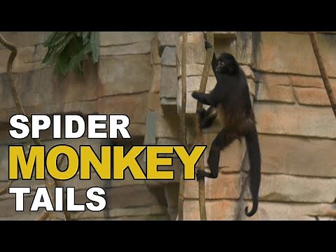 Spider Monkey Tails