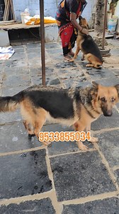 9.2K views · 55 reactions | Male 14months ,female 12 months German shepherd | Bhairava Kennels Proddatur | Facebook