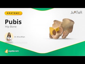 Hip Bone | Pubis | Skeleton Anatomy Made Easy Video for Medical Students I V-Learning™