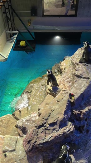 Like this mr piccolo? #dbz #dragonball #piccolo #aurafarming #penguin