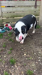 Meet Bessy, the sweetest 2 year old American Staffordshire terrier mix!!! | Bella Vista Animal Shelter