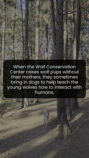 Can Dogs Help Raise Young Wolves for the Wild